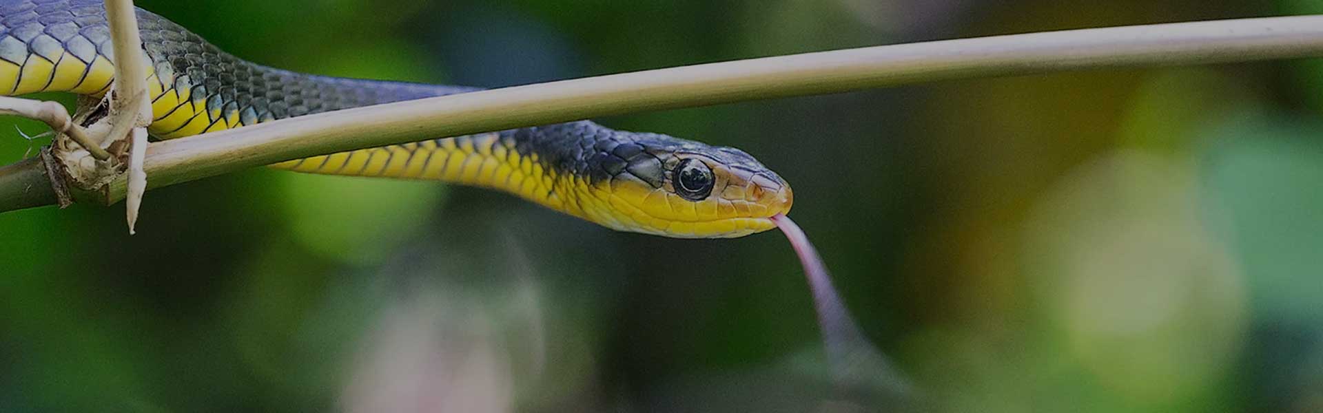 snake-banner