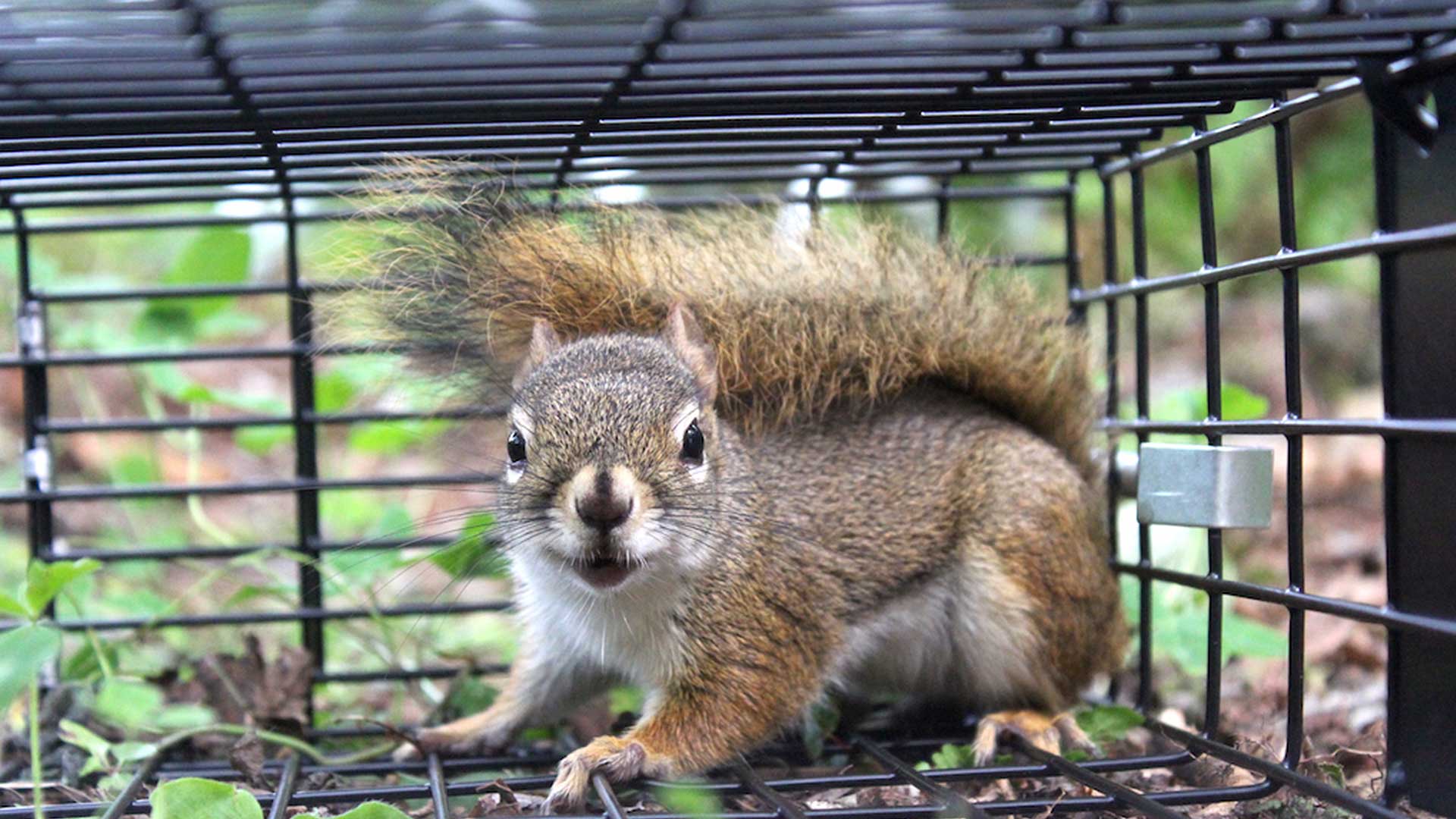 squirrel-in-a-trap
